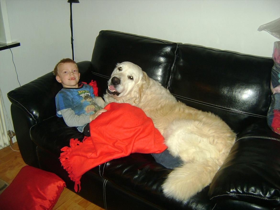 Golden retriever Sigurd billede 1