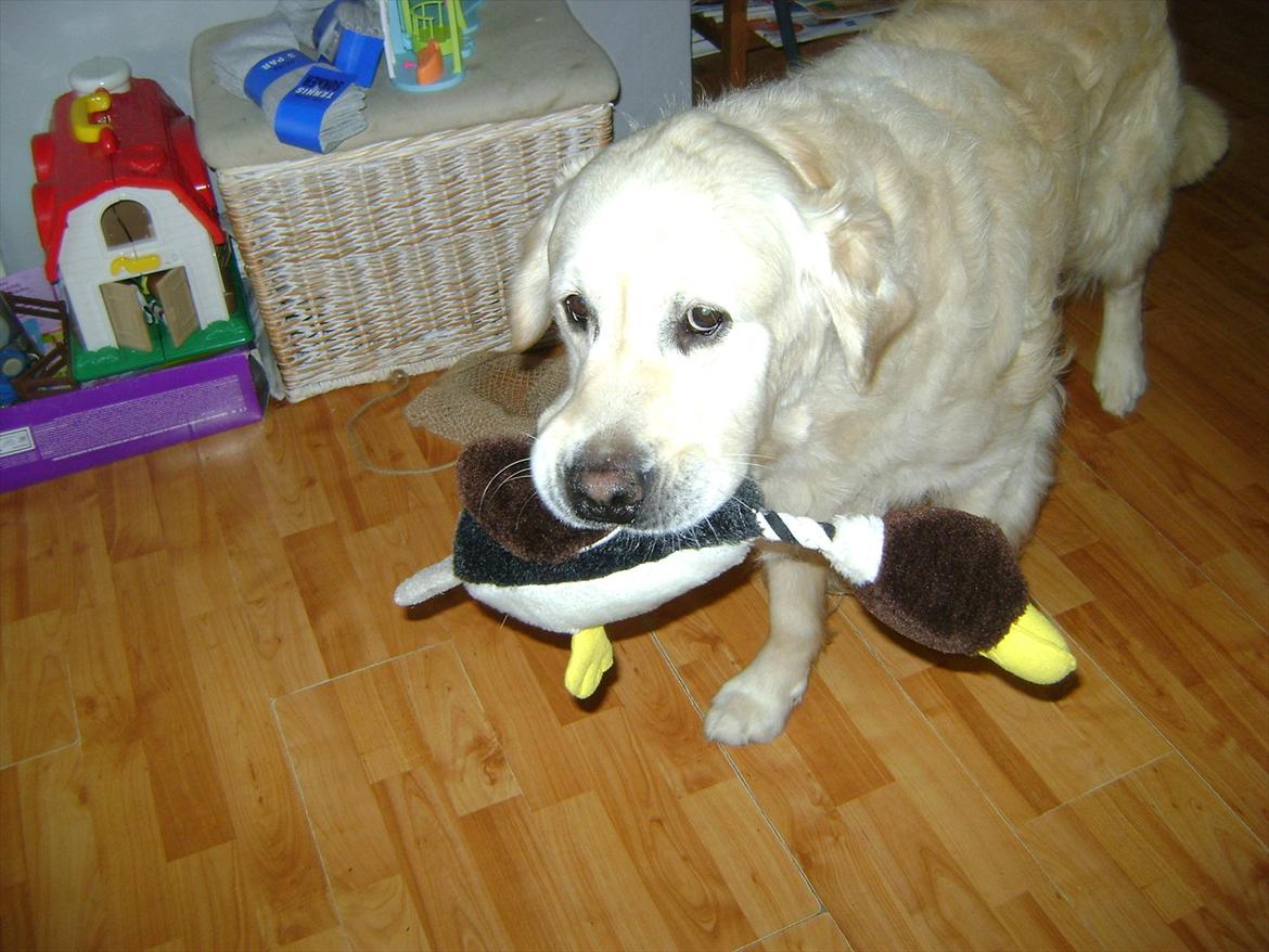 Golden retriever Sigurd billede 2