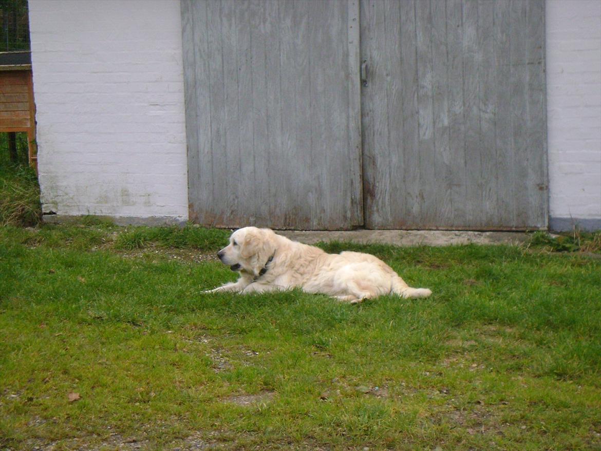 Golden retriever Sigurd billede 3