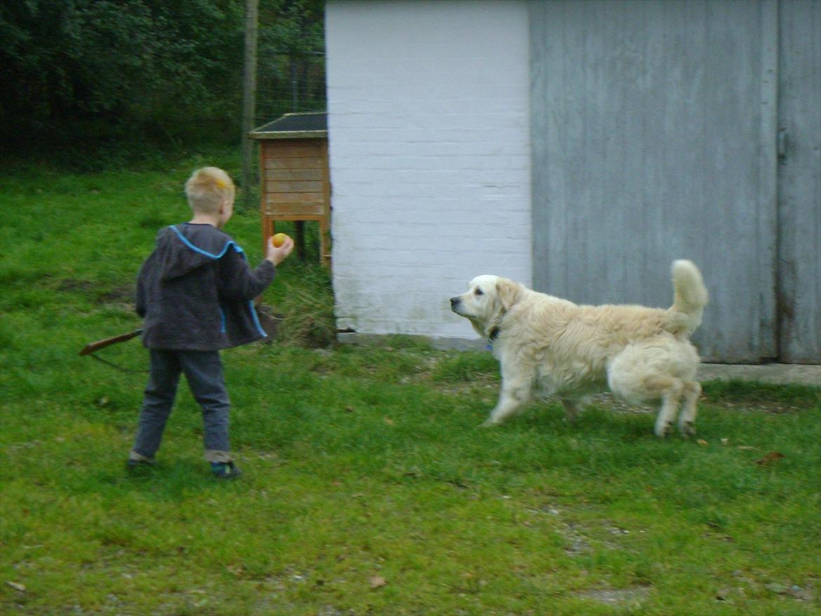 Golden retriever Sigurd billede 4