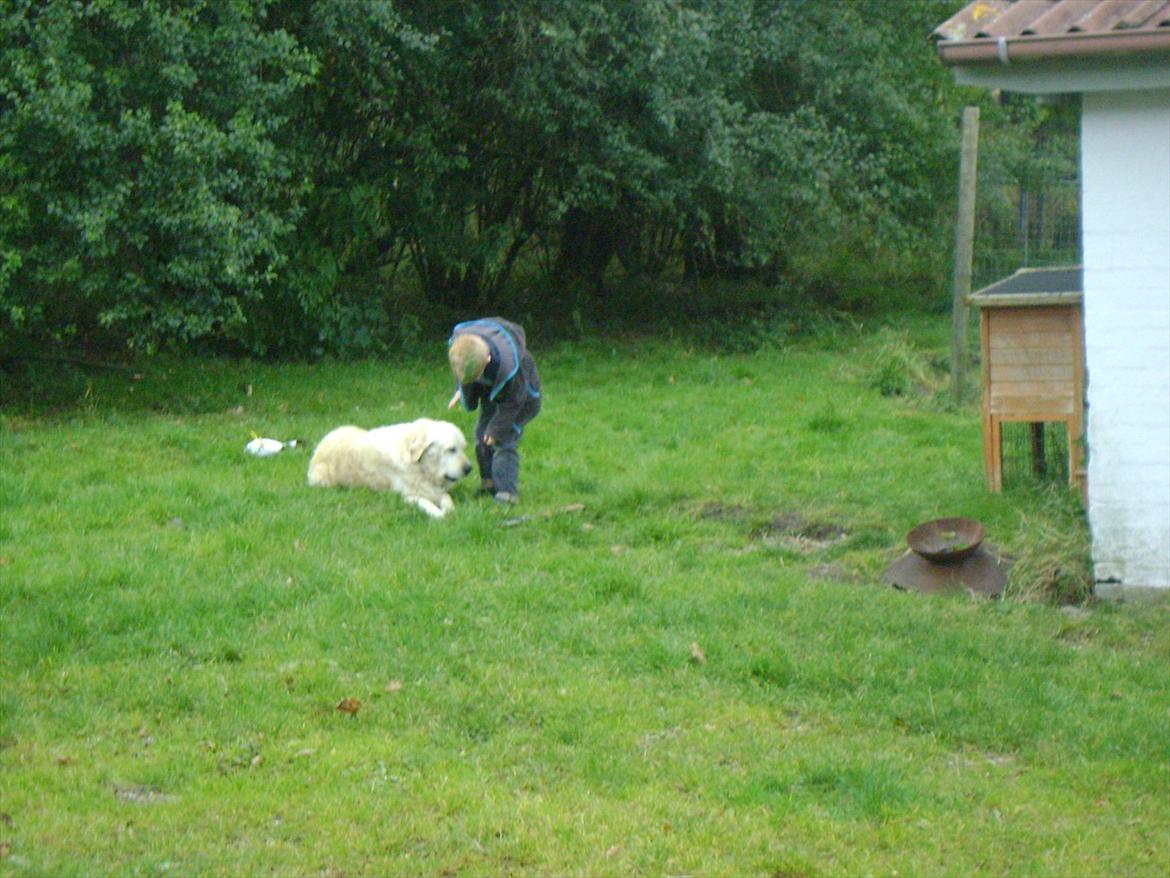 Golden retriever Sigurd billede 5