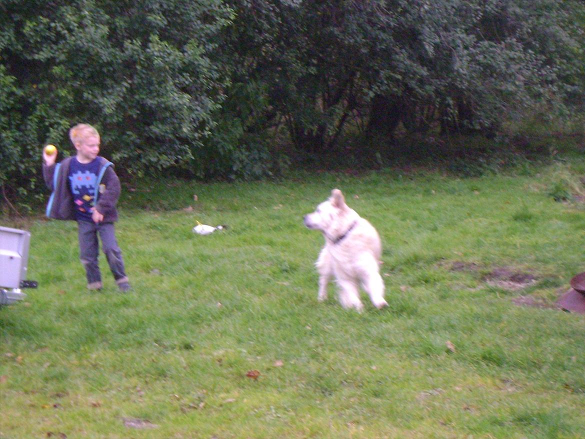 Golden retriever Sigurd billede 6