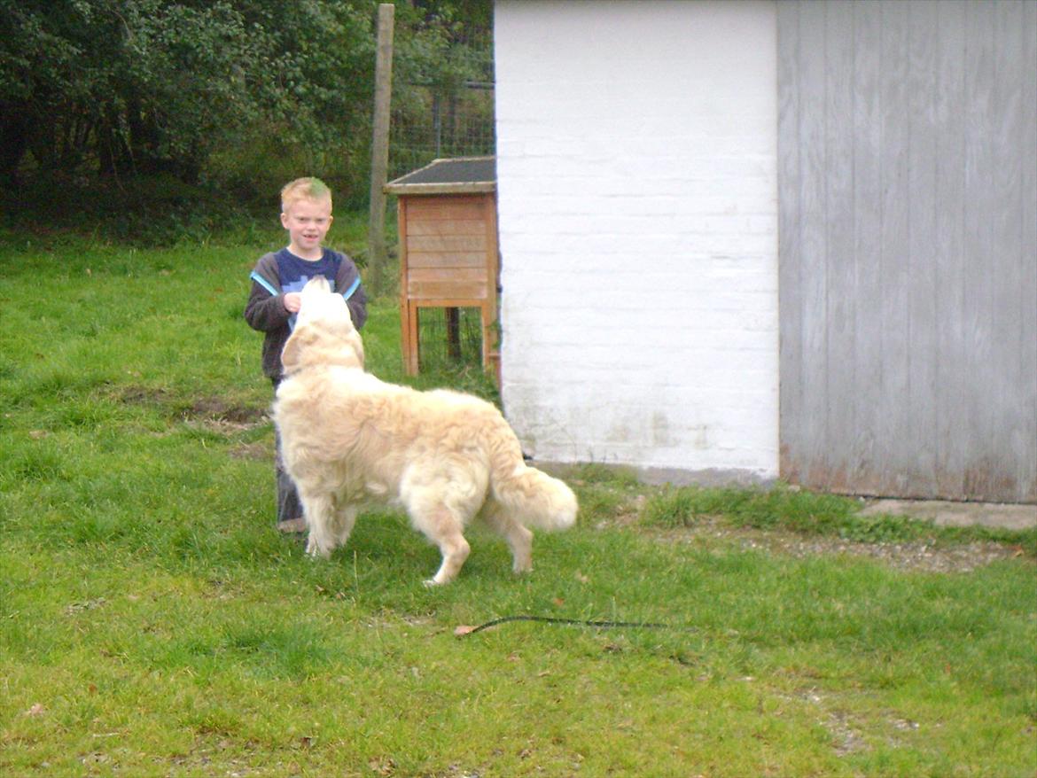 Golden retriever Sigurd billede 7