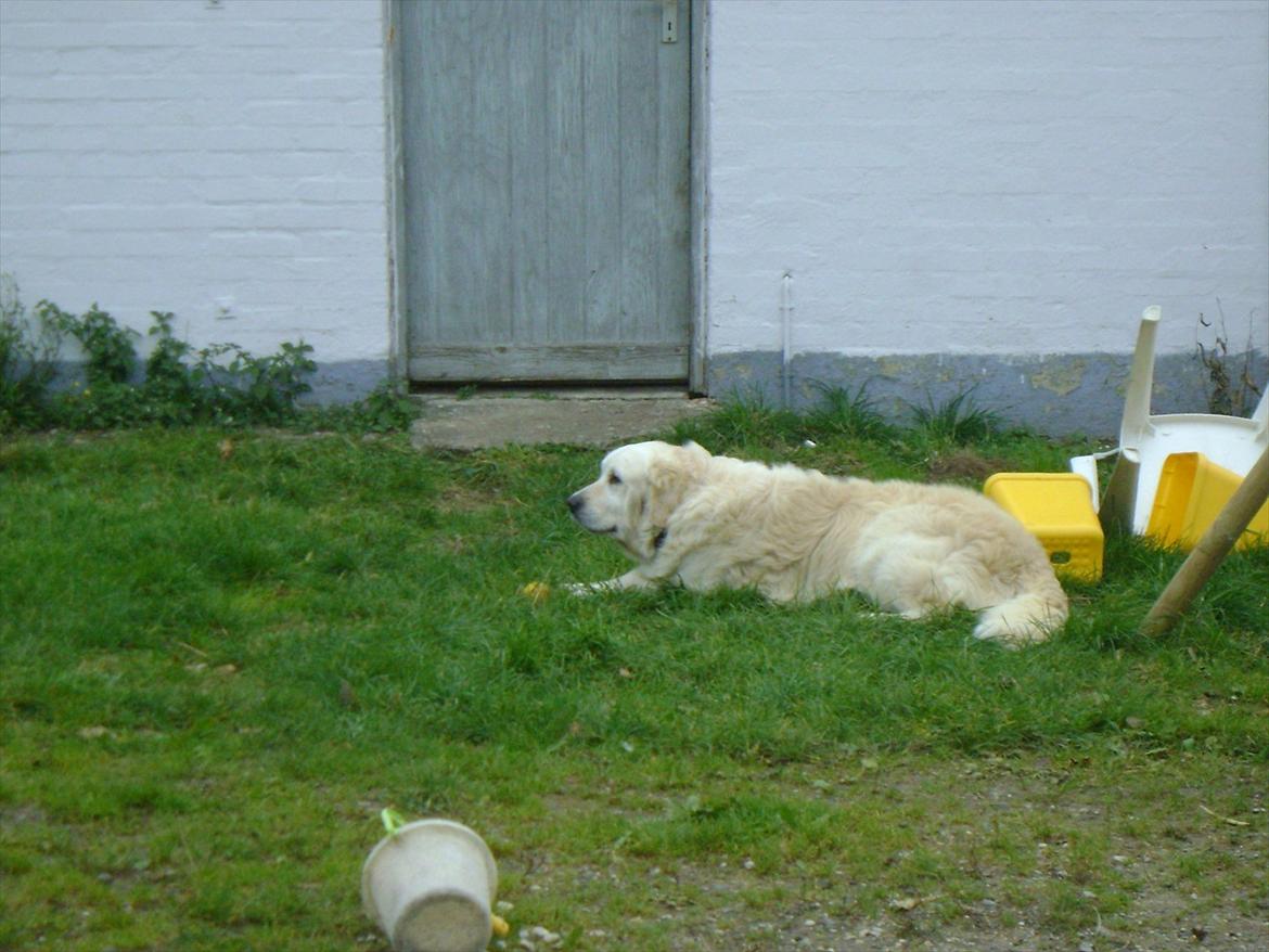 Golden retriever Sigurd billede 8