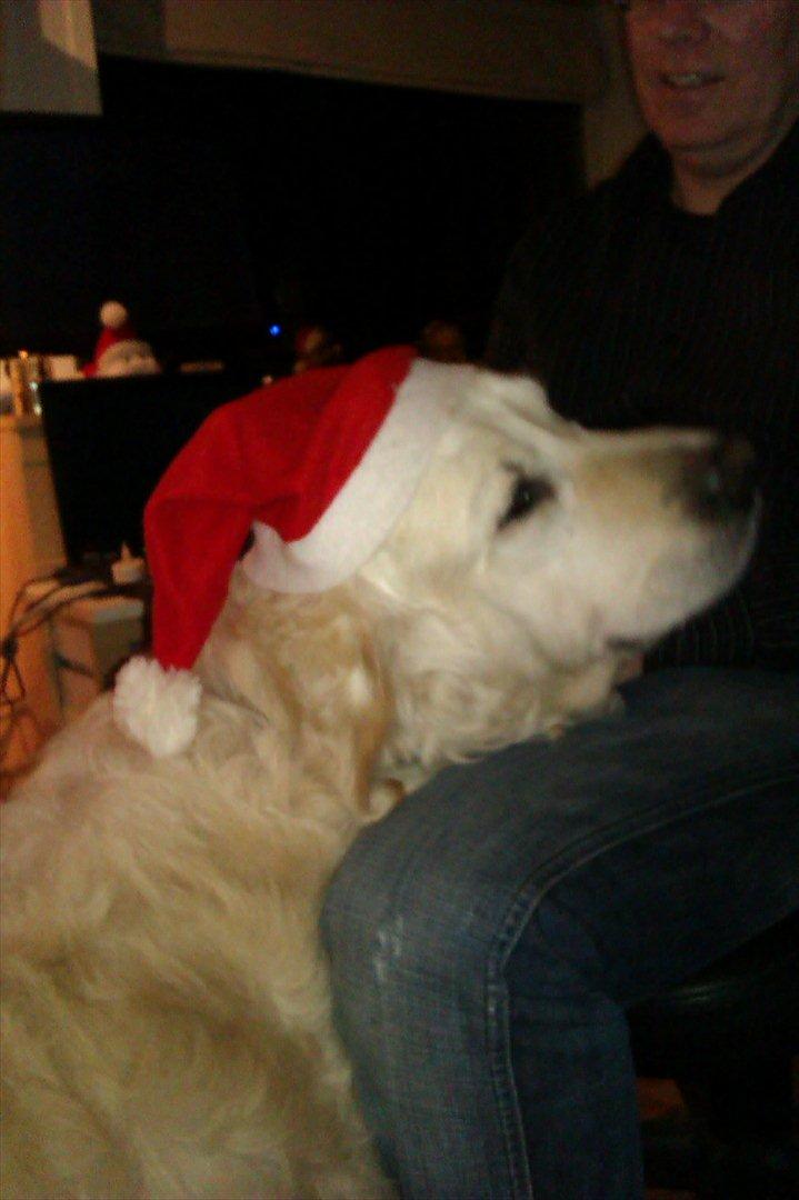 Golden retriever Sigurd billede 9