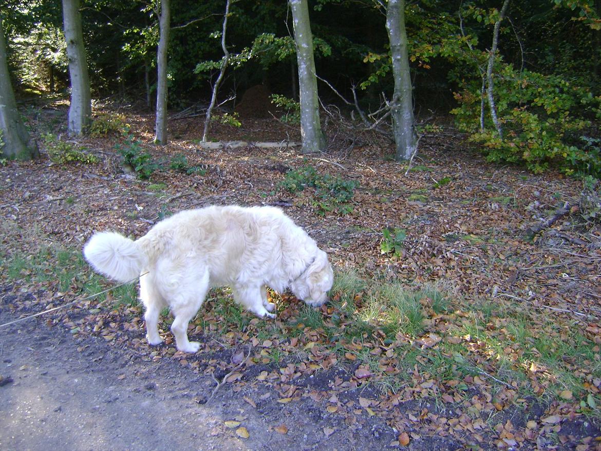 Golden retriever Sigurd billede 10