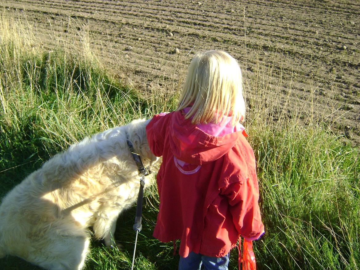 Golden retriever Sigurd billede 11