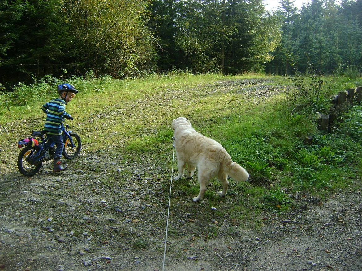 Golden retriever Sigurd billede 12