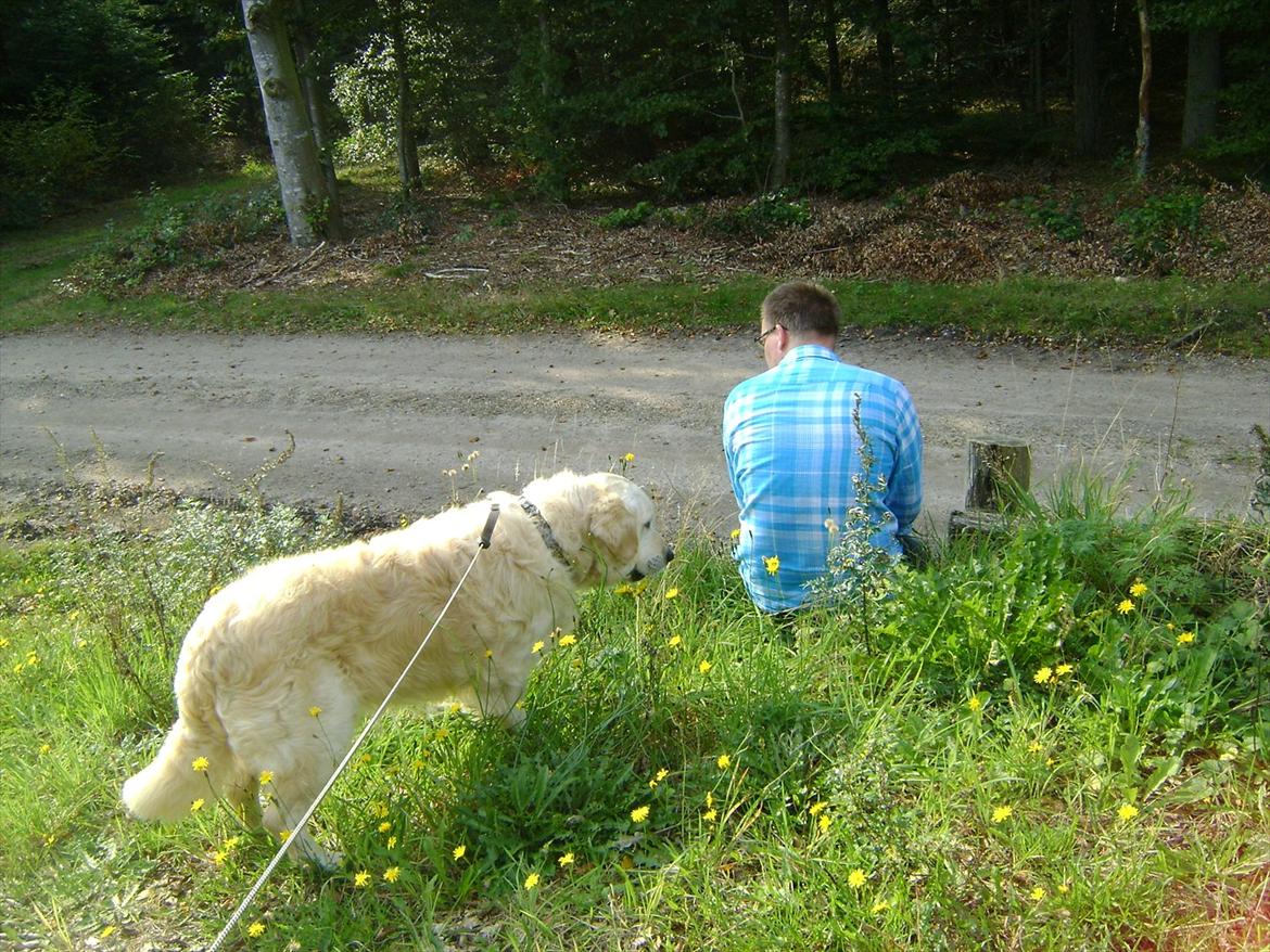 Golden retriever Sigurd billede 13