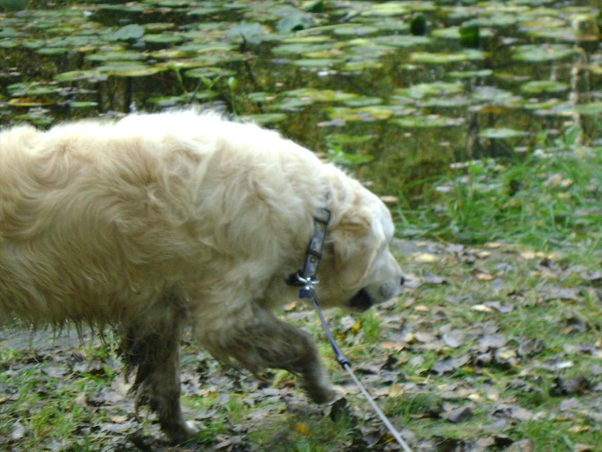 Golden retriever Sigurd billede 14