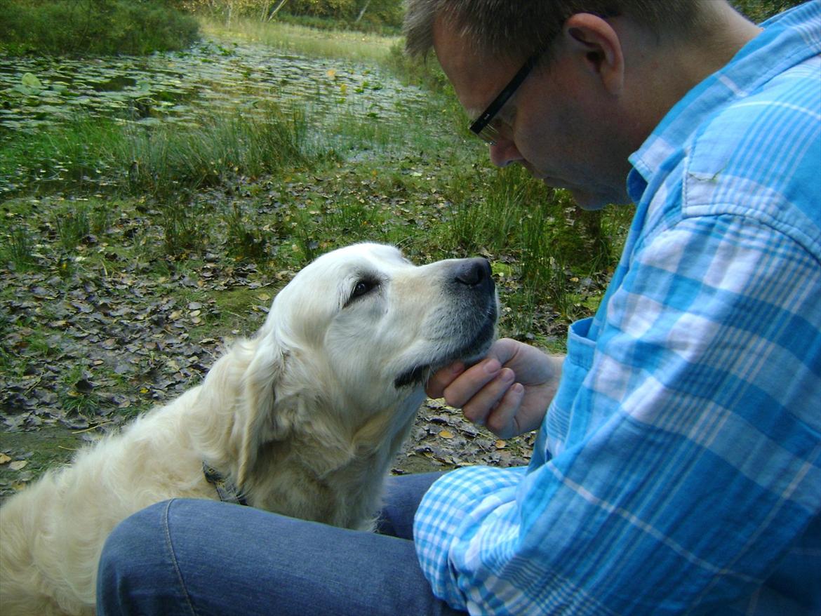 Golden retriever Sigurd billede 15