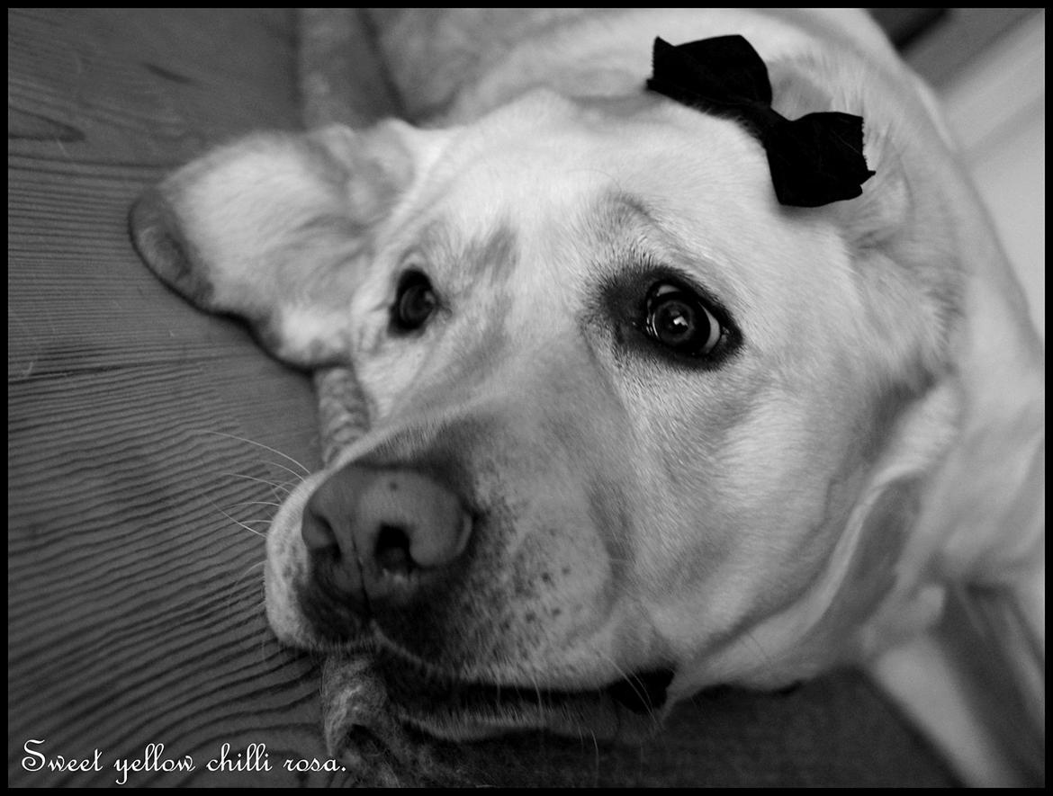 Labrador retriever Sweet yellow chilli rosa. billede 10