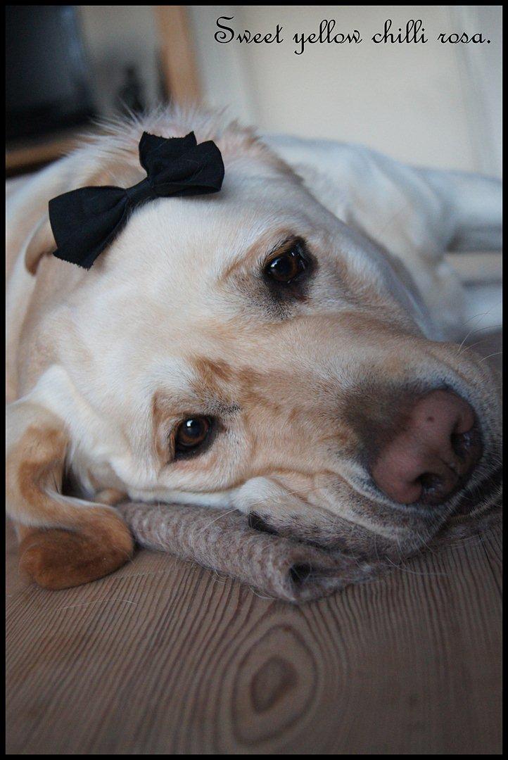 Labrador retriever Sweet yellow chilli rosa. billede 11