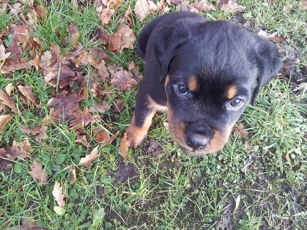 Rottweiler Abc Royal´s Chili billede 1