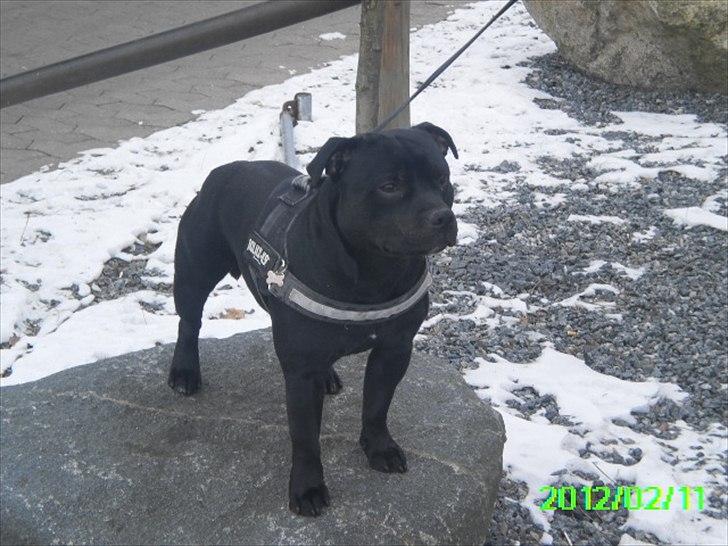 Staffordshire bull terrier Marley - Marley 14 mdr. billede 16