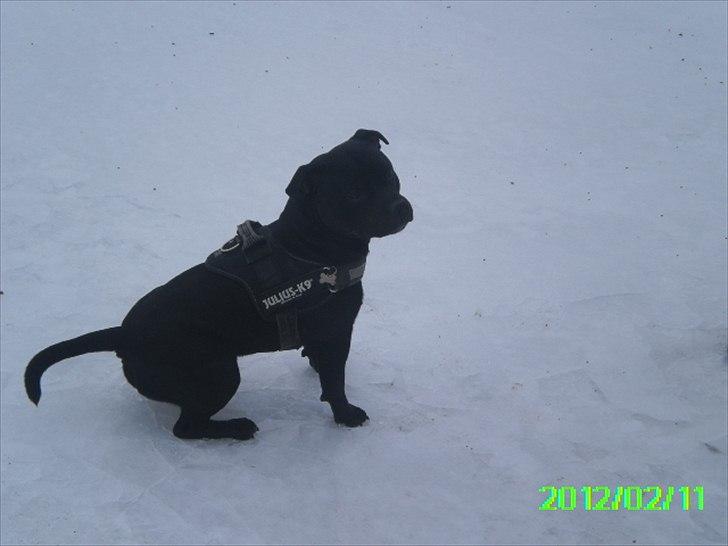 Staffordshire bull terrier Marley billede 17