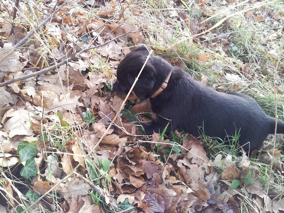 Rottweiler Abc Royal´s Chili billede 2