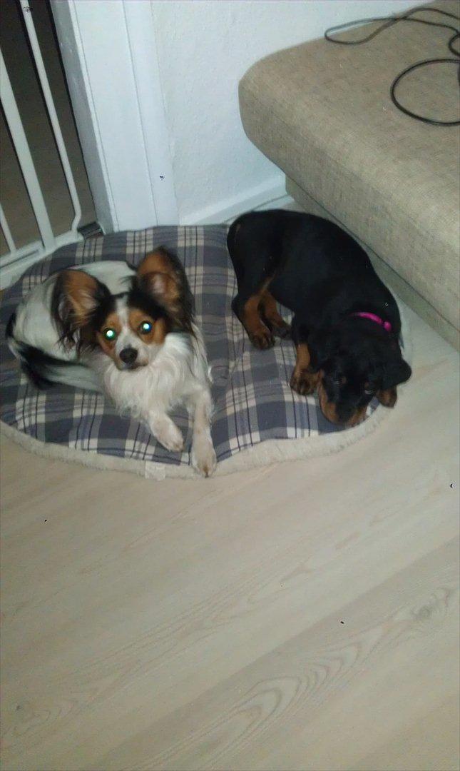 Rottweiler Abc Royal´s Chili billede 3