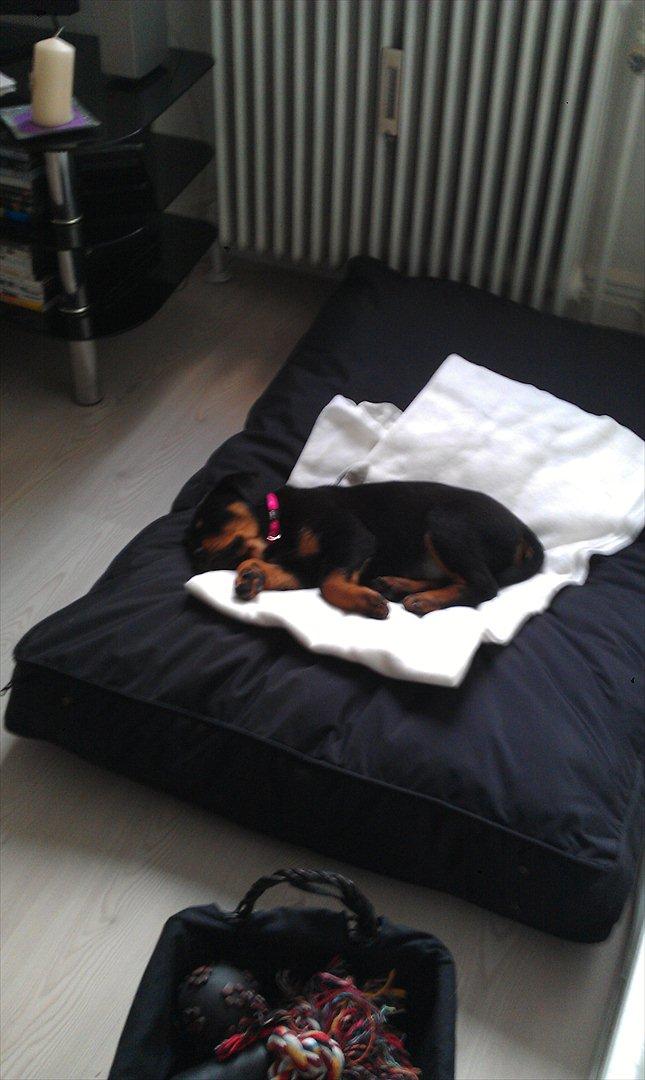 Rottweiler Abc Royal´s Chili billede 5