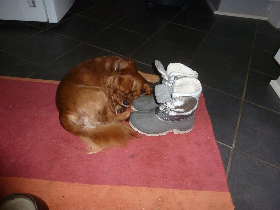 Cavalier king charles spaniel Sammy - Sammy passer på mine sko så jeg ikke kan gå nogen steder uden at  han opdager det,smiler billede 13