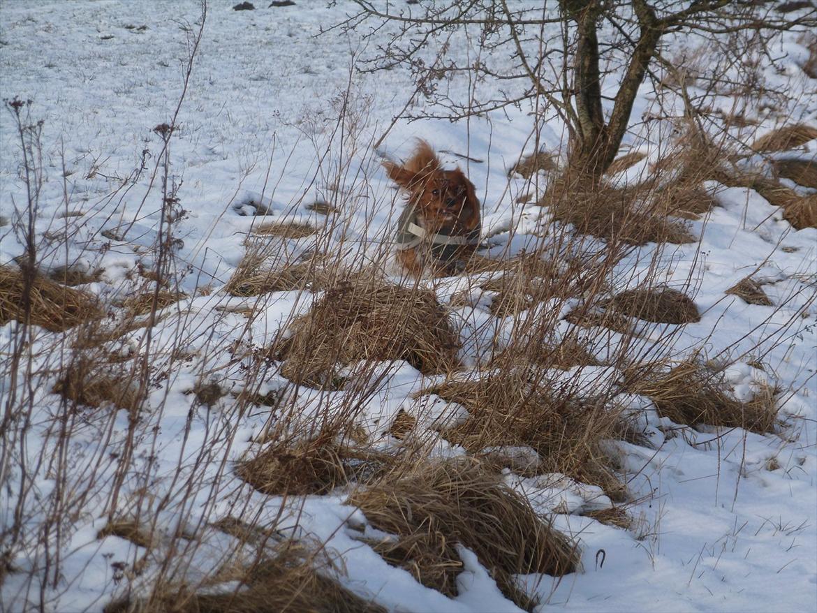 Cavalier king charles spaniel Sammy billede 14