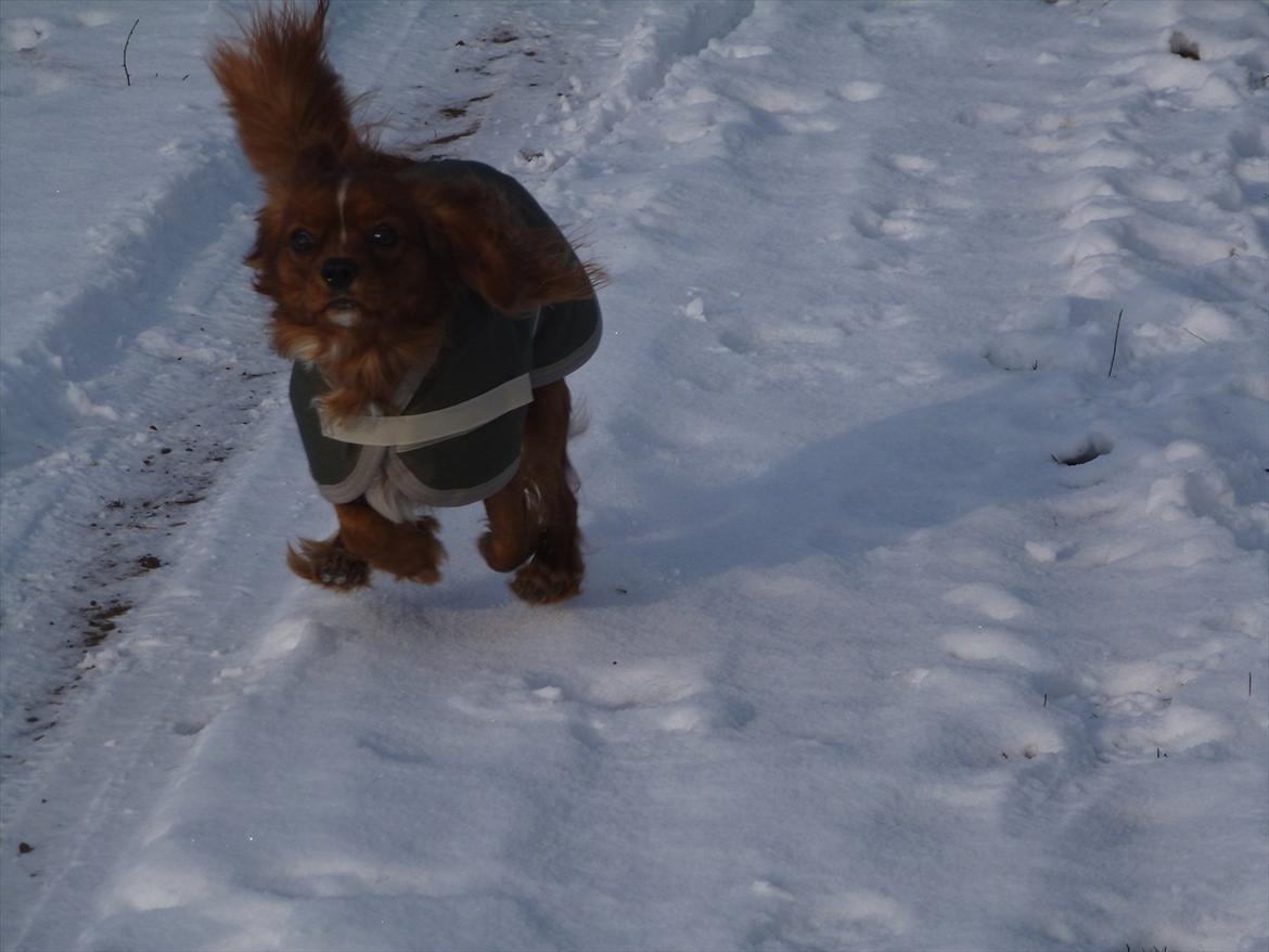 Cavalier king charles spaniel Sammy billede 15