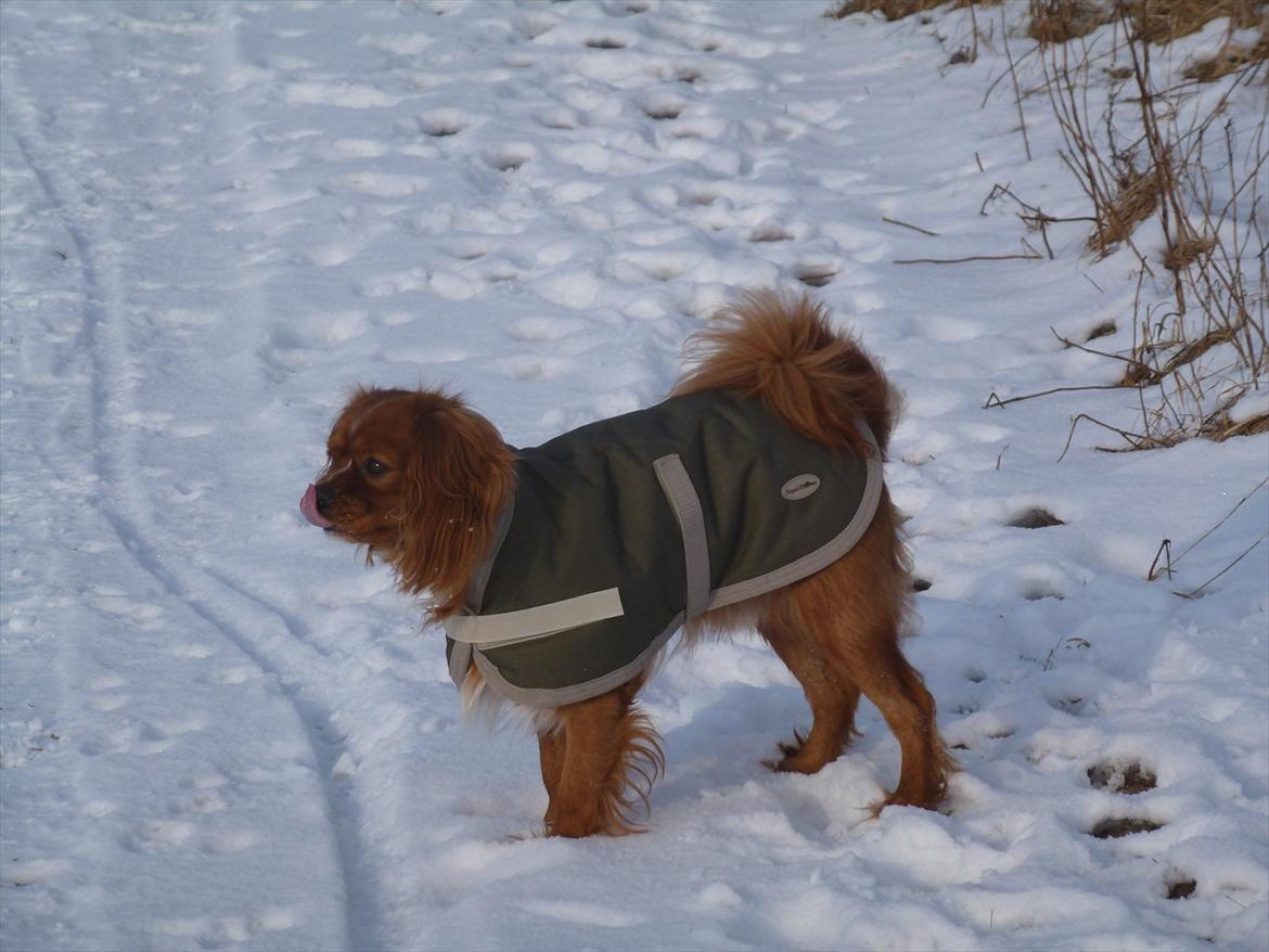 Cavalier king charles spaniel Sammy billede 16