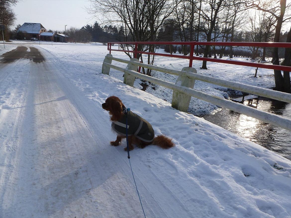 Cavalier king charles spaniel Sammy billede 17