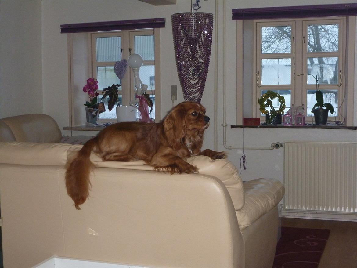 Cavalier king charles spaniel Sammy - sofa chefen  billede 18