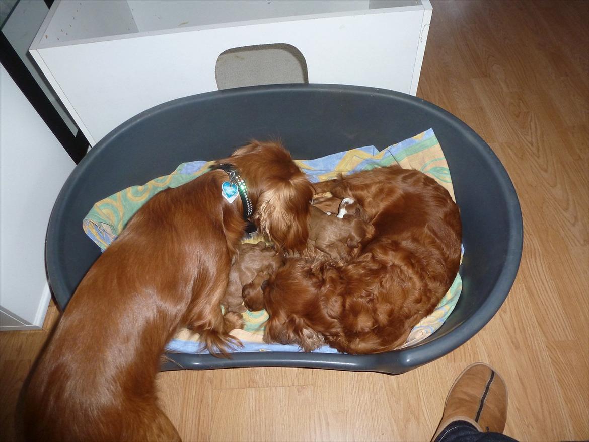 Cavalier king charles spaniel Sammy - sammen med sine unger billede 19