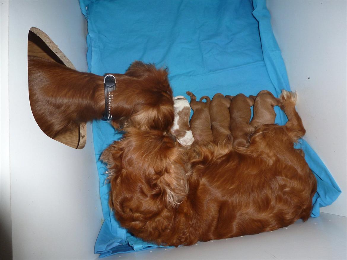 Cavalier king charles spaniel Sammy - Sammy kigger første gang på sine unger efter de er født billede 20