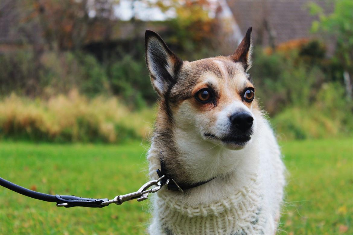 Norsk lundehund Ulfrigga Lundes Lunda - Lunda efter operation. Foto: Sofie Weywadt (mig) billede 1