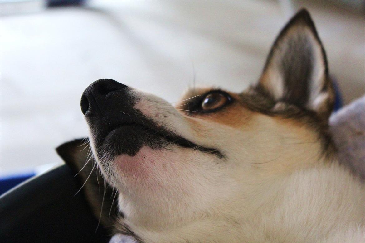 Norsk lundehund Ulfrigga Lundes Lunda - Lunda i kurv.. Foto: Sofie Weywadt (mig) billede 20