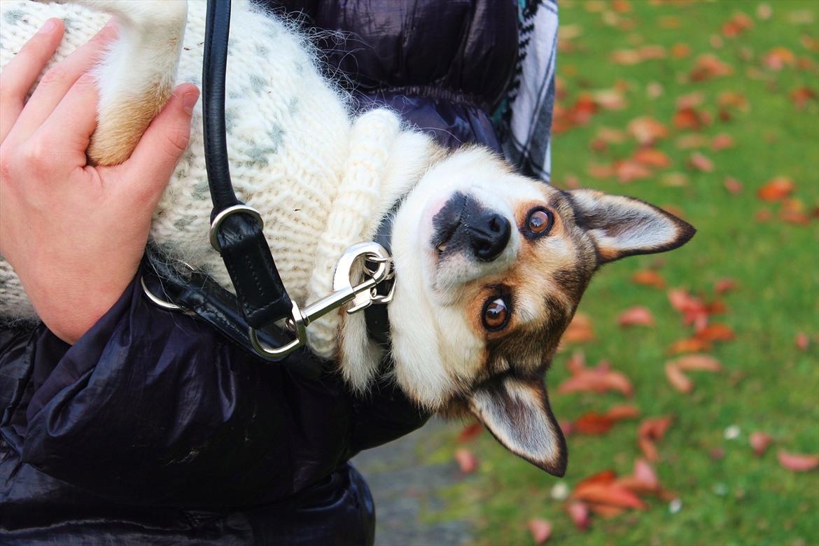 Norsk lundehund Ulfrigga Lundes Lunda - Lunda hos mig.. Foto: Min mor billede 15