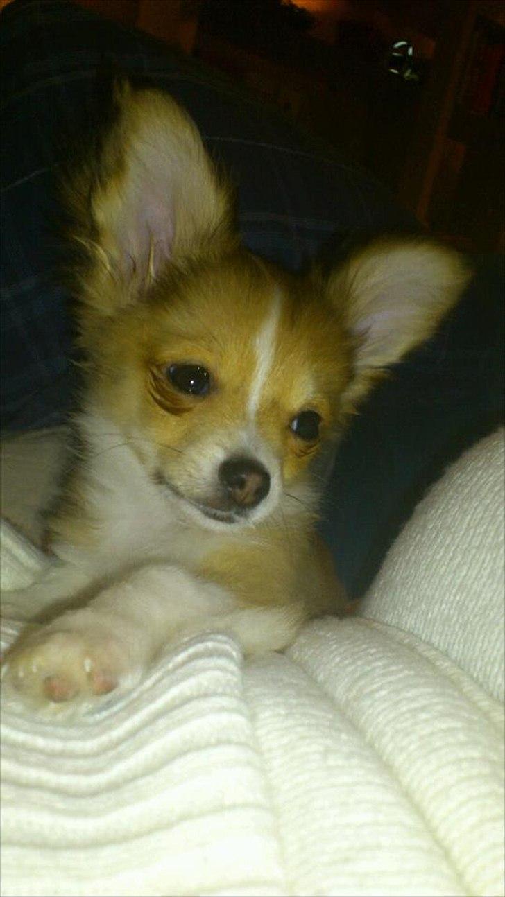 Blanding af racer Eigiel - Charmetrolden billede 2