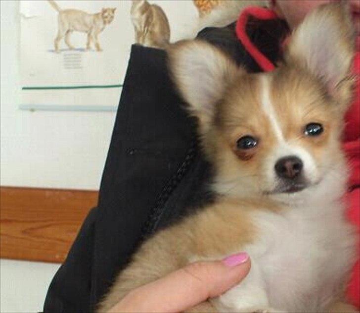 Blanding af racer Eigiel - Hos dyrelægen til 12ugers sprøjten billede 4