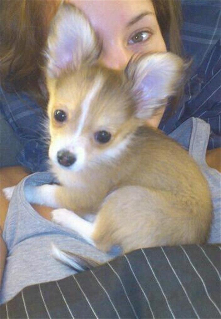 Blanding af racer Eigiel billede 6