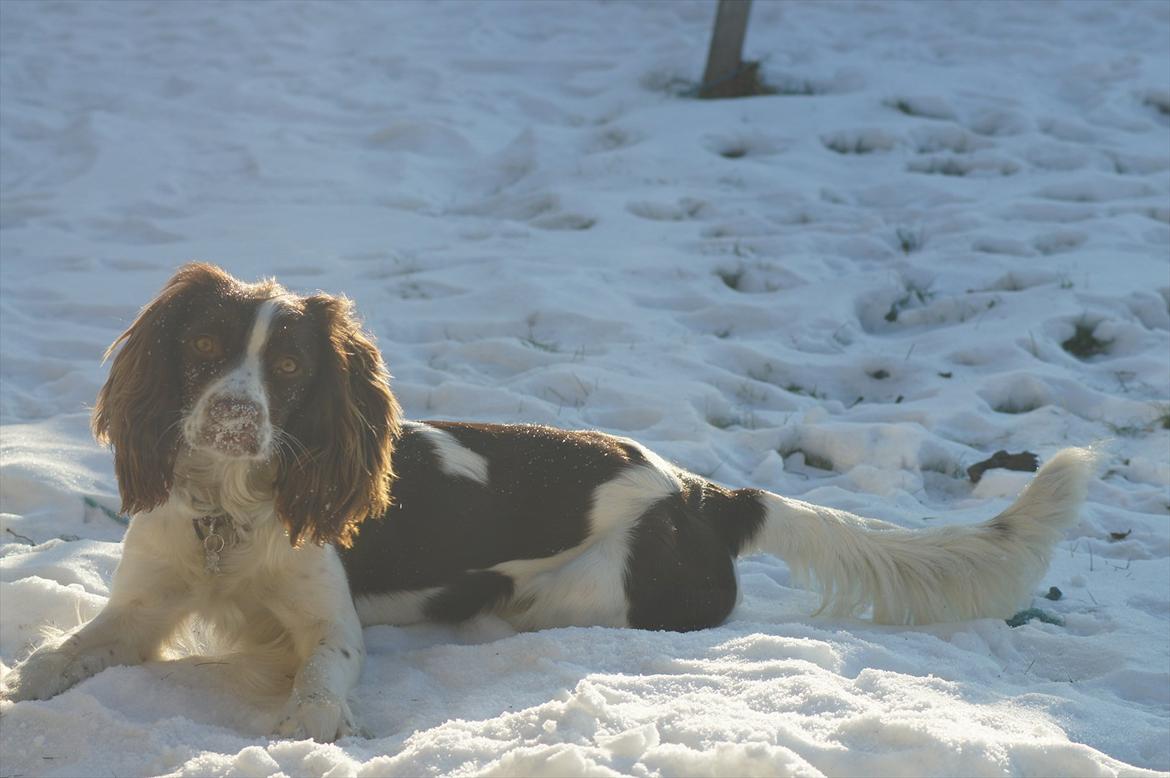 Engelsk springer spaniel Bina billede 12