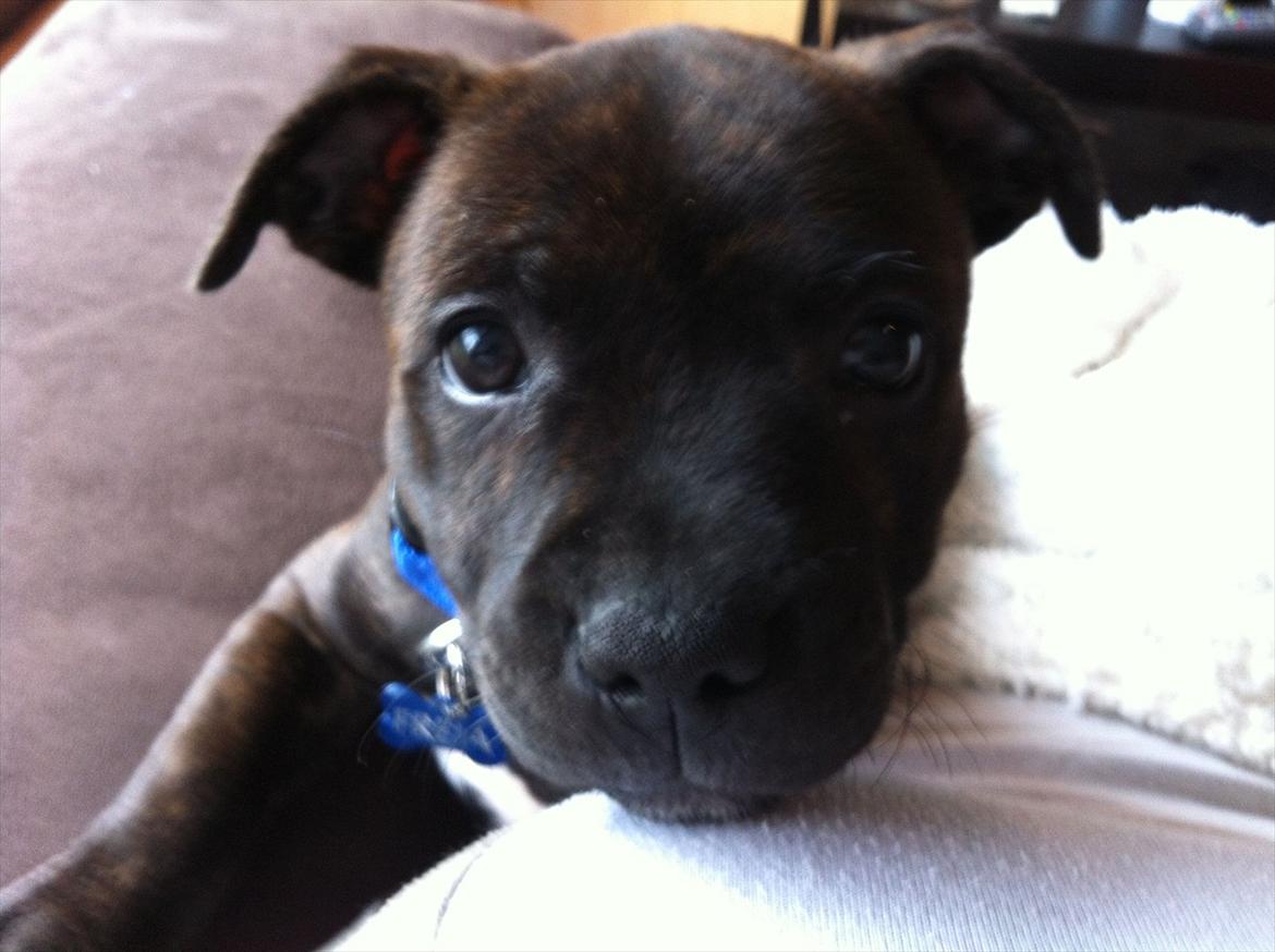 Staffordshire bull terrier Freja billede 4