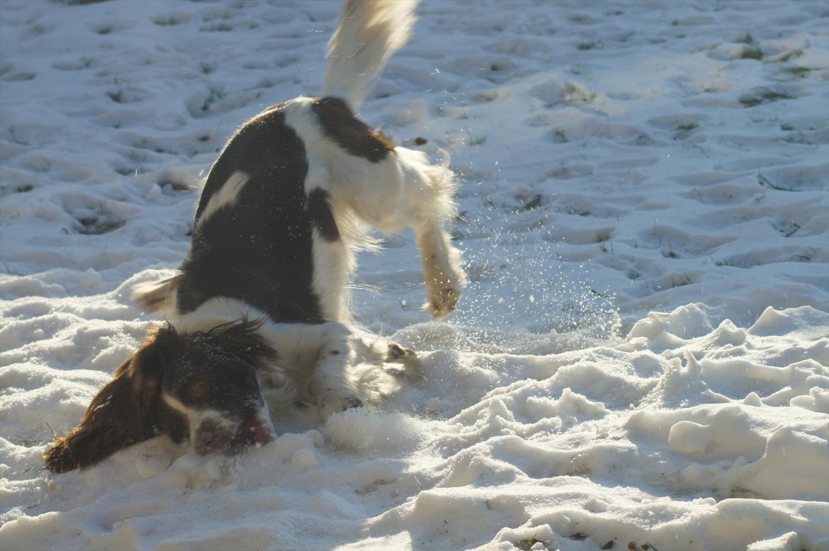 Engelsk springer spaniel Bina billede 13