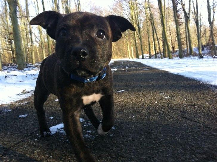 Staffordshire bull terrier Freja billede 3