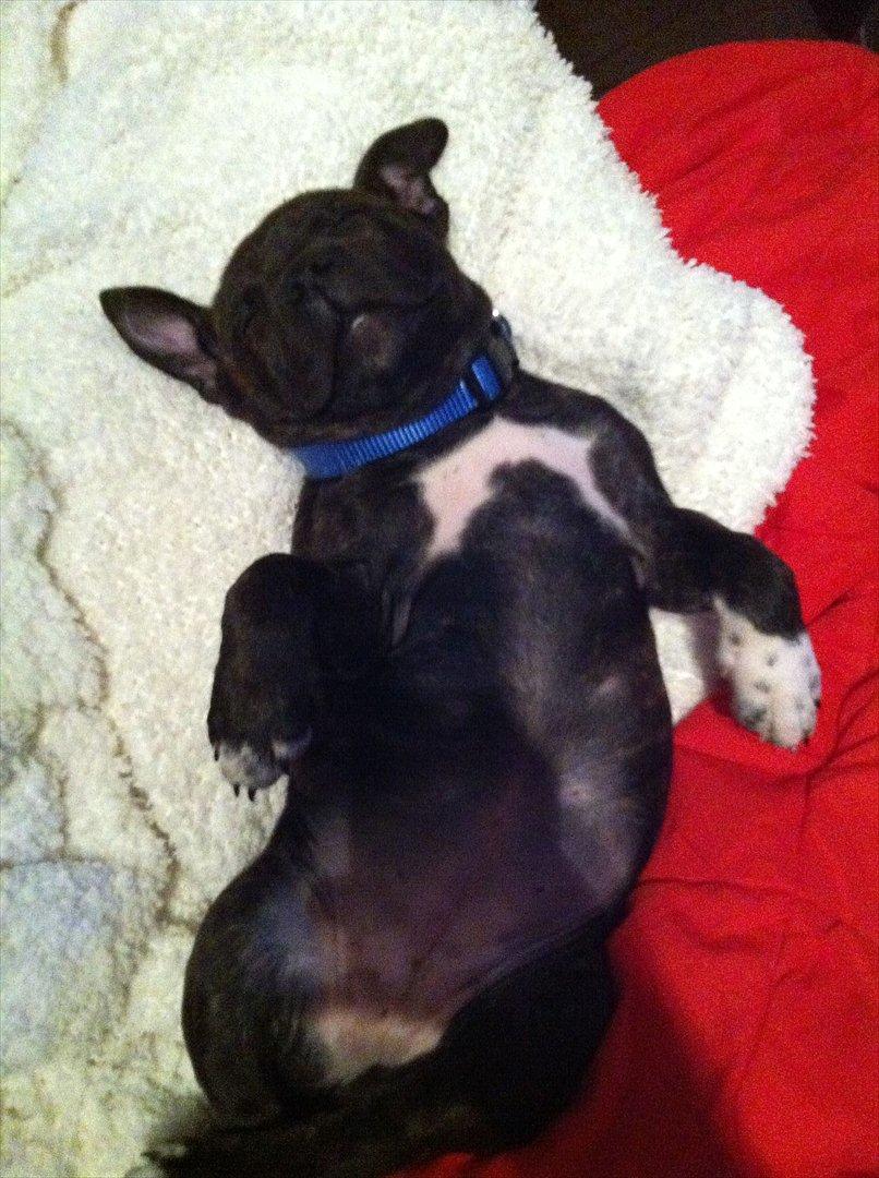 Staffordshire bull terrier Freja billede 9