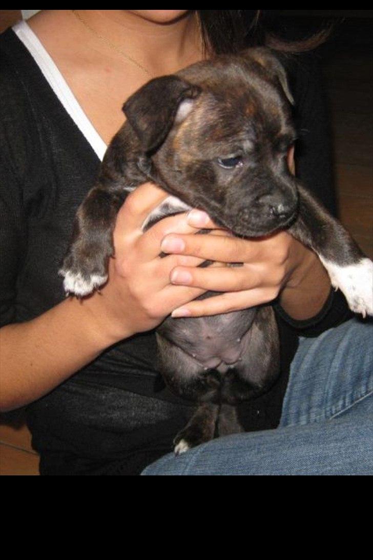 Staffordshire bull terrier Freja billede 10