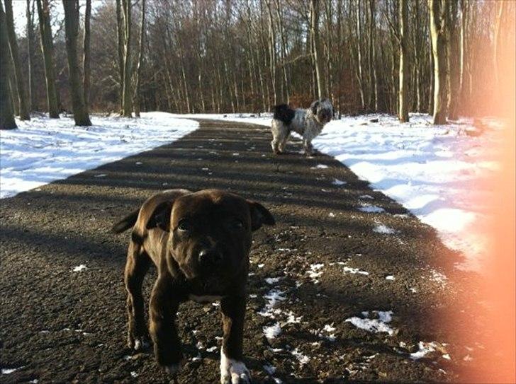 Staffordshire bull terrier Freja billede 11