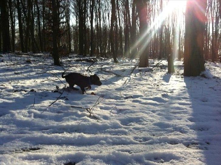 Staffordshire bull terrier Freja billede 12