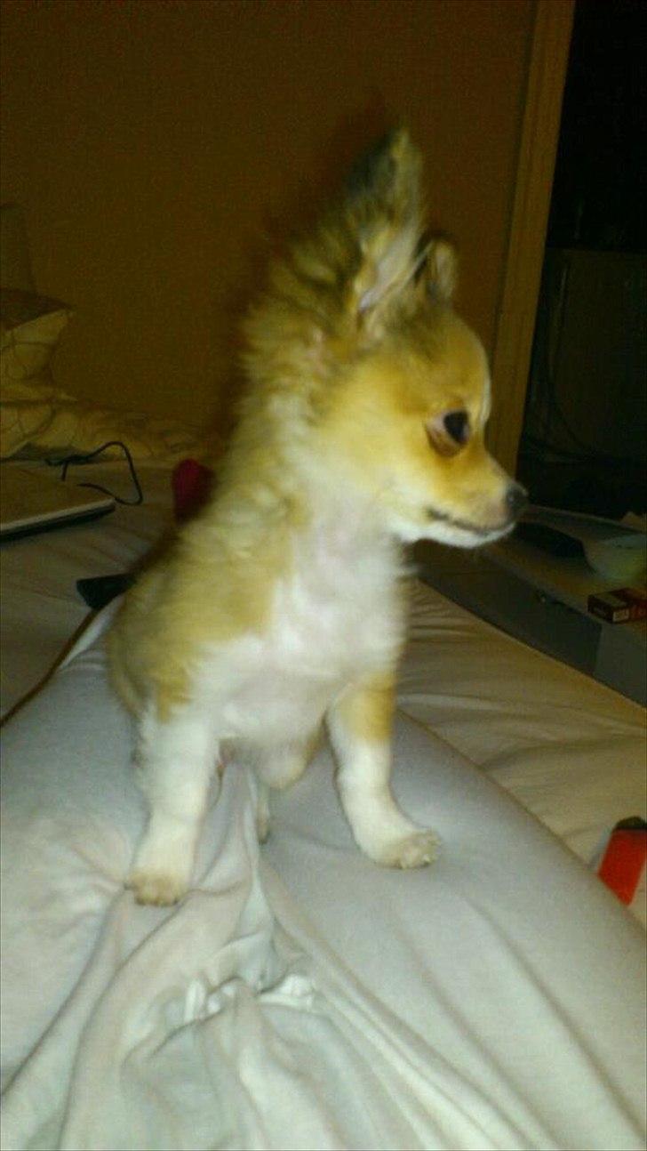 Blanding af racer Eigiel billede 9