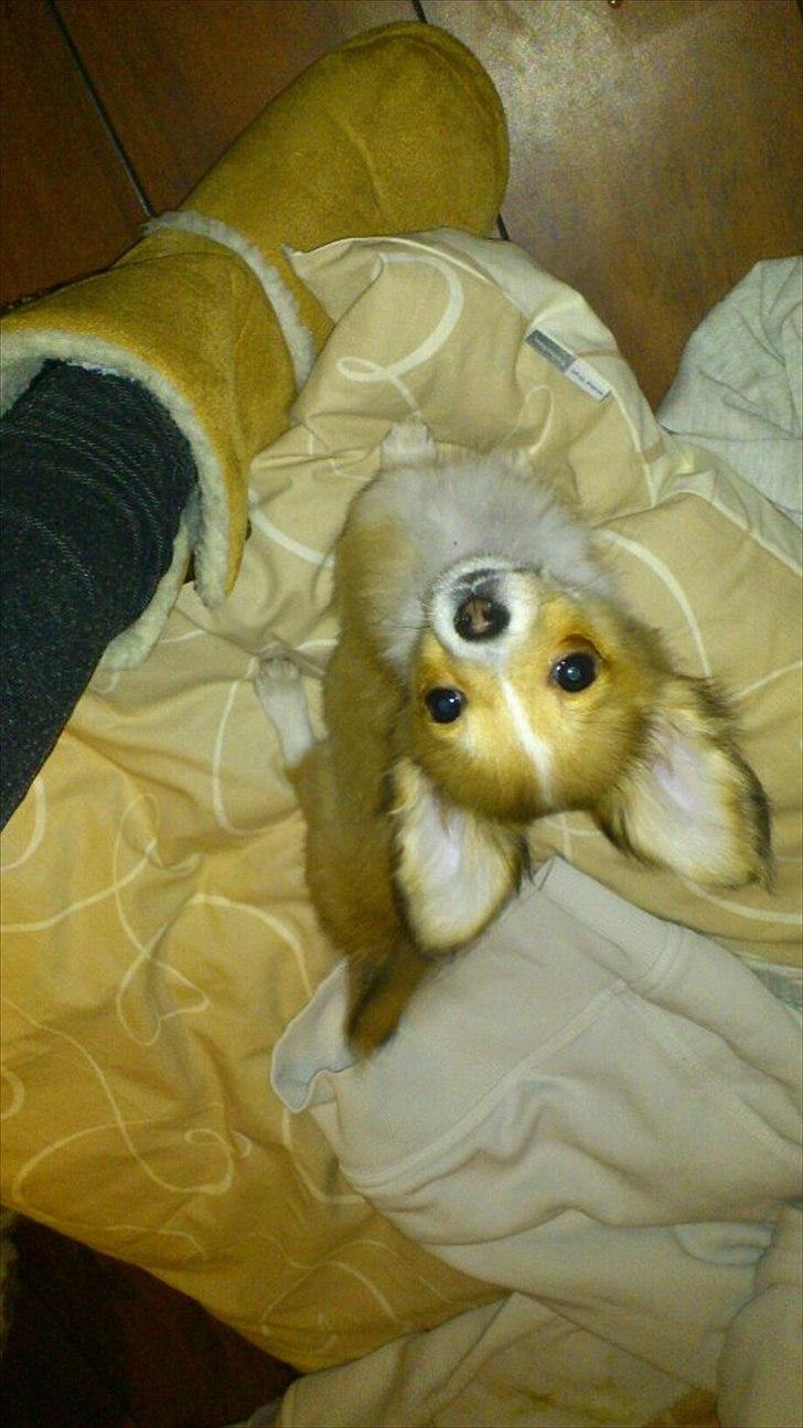 Blanding af racer Eigiel billede 10