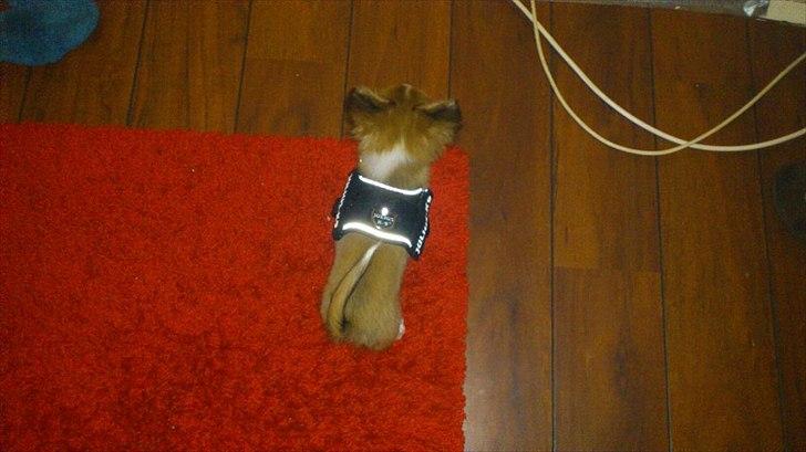 Blanding af racer Eigiel - Han ser så fin ud med den store sele :D billede 11