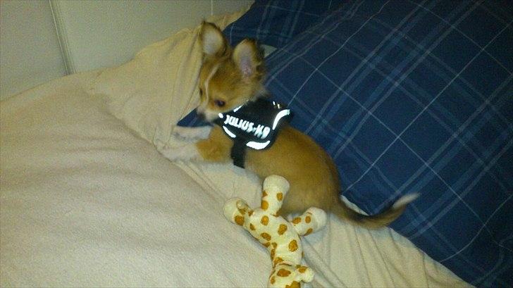 Blanding af racer Eigiel - Selene er alt for stor, han vil meget gerne ha det af i et ruf :P billede 12