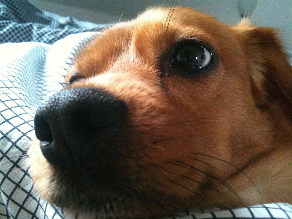 Blanding af racer Buster billede 17